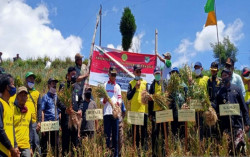 Kebutuhan Bawang Putih Indonesia 500.000 Ton, Produksinya Nasional Hanya 88.000 Ton