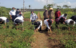 Panen Bawang Merah di Lahan Surjan, Petani Diimbau Sisihkan Benih