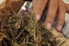 Bikin Gaduh, Aturan Soal Ganja Jadi Tanaman Obat Dicabut Sementara