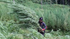 Heboh Ganja Masuk Daftar Tanaman Obat, Ini Klarifikasi Kementerian Pertanian