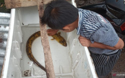 Mengandung Senyawa Penting, Ikan Sidat Langka Ditemukan Warga