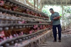 Harga Ayam Hidup Rp12.000 Per Kg, Peternak di Jateng-DIY Ancam Demo