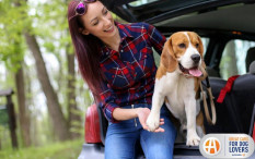 Ini Fitur Mobil yang Ramah Bagi Anjing
