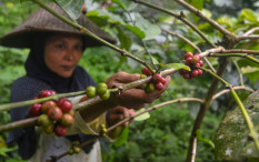 Indonesia Ingin Rebut Kembali Posisi Produsen Kopi Nomor 2 Dunia