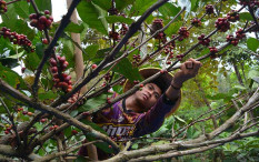 Komoditas Pangan Asia Tenggara Terancam La Nina