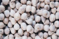 Impor Bawang Putih, Kementan Sebut Tak Bebaskan Rekomendasi