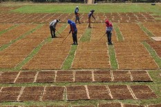Struktur Tarif Cukai Tembakau Rumit, Pengusaha Bisa Berkelit