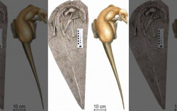 Fosil Dinosaurus 125 Juta Tahun Terperangkap Letusan Gunung Api di China