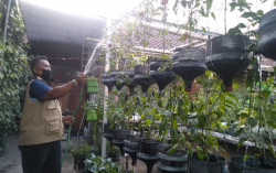 Bercocok Tanam di Lahan Sempit Bisa Jadi Pekerjaan Sampingan di Tengah Pandemi