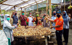 Uji Coba Bawang Bombai di Kulonprogo Hasilkan Panen Memuaskan