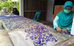 Kreatif, Warga di Bantul Ubah Bunga Telang Jadi Teh dan Sabun