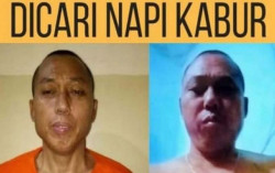 Napi Asal China yang Kabur Masuk Hutan Tenjo Bogor Sempat Pulang dan Keluar Beli Makan