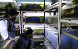 Kisah Sukses Bisnis Aquascape saat Pandemi