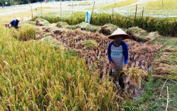Panen Padi Masa Tanam Ketiga di Gunungkidul Lebih Optimal