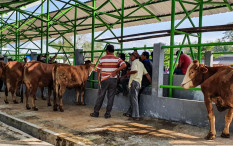 Pembangunan Pasar Hewan Godean Dimulai Tahun Ini