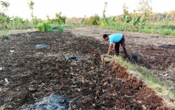Memasuki Musim Tanam Pertama, Ini Kondisi Stok Pupuk di Gunungkidul