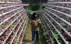 Psikolog: Bercocok Tanam di Rumah Bisa Ciptakan Kesehatan Mental