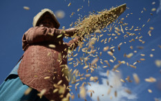 OPINI: Pandemi dan Nasib Petani
