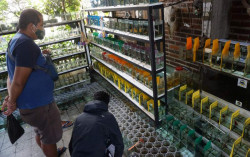 Bisnis Ikan Hias Kian Moncer di Tengah Pandemi