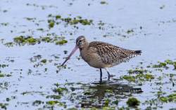 Pecahkan Rekor! Burung Ini Terbang Nonstop Selama 11 Hari Sejauh 12.000 Km