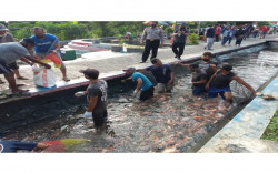 Ikan Nila 2,3 Ton Dipanen di Bendung Lapen Giwangan