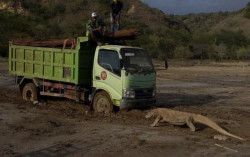 Komodo Mengadang Truk, Melanie Subono: Yang Kami Ajak Bicara Tembok Uang Tanpa Hati