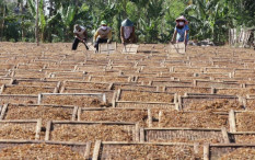 Pemerintah Umumkan Kenaikan Cukai Rokok, Perkiraan Pekan Ini