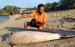 Bangkai Lumba-Lumba Terdampar di Pantai Sundak Gunungkidul