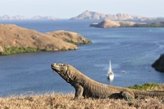 Bisnis Wisata di Pulau Komodo 'Memanas'