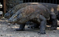 Pembangunan TNK, Anggota DPD: Komodo Tidak Butuh AC