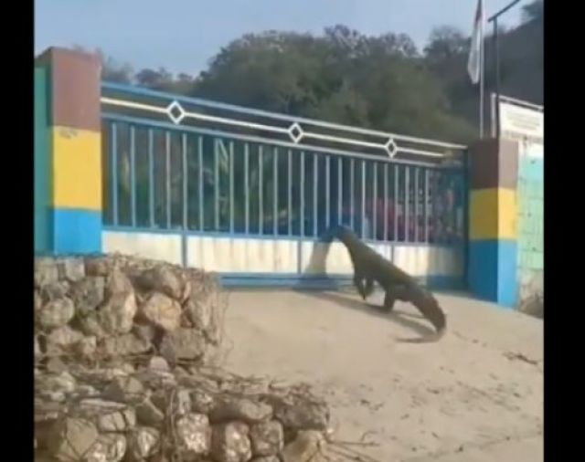 Video Viral Komodo Mau Masuk Pembangkit Listrik Diesel