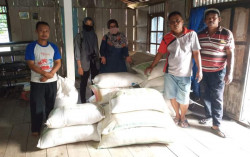 UMY Manfaatkan Limbah Tongkol Jagung untuk Produktivitas Ternak Sapi di Boyolali