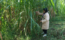 UGM Mutasi Rumput Gajah Jadi Lebih Unggul