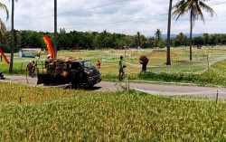 Gunungkidul Surplus Padi 34.352 Ton