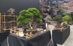 Pameran Bonsai di Sleman City Hall, Menumbuhkembangkan Hobi Masyarakat saat Pandemi