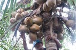 Unik, Kampus di Bali Ini Pakai Kelapa Murni sebagai Alat Pembayaran Biaya Kuliah