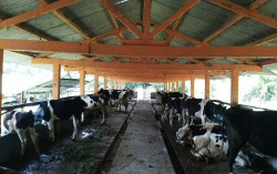 Sapi Warga Lereng Merapi Mulai Diungsikan
