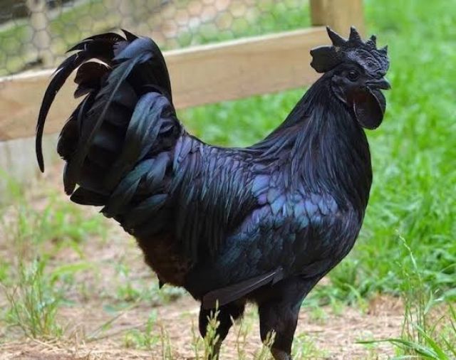 Harga Ayam Cemani Bisa Mencapai Puluhan Juta Rupiah, Ini Keunikannya