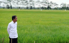 Walhi Minta Permen Food Estate Dicabut