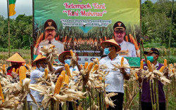 Wow, Panen Raya Jagung di Sendangsari Mencapai 84 Kuintal per Ha