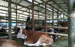 Pengungsi Merapi Diminta Tak Jual Ternak