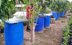 Kotabaru Konsisten Kembangkan Lele Cendol dan Lorong Sayur