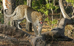 Misteri Macan Tutul Merapi: Sering Dilihat Orang, Penampakannya Tak Pernah Tertangkap Kamera
