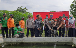 Budi Daya Lele Jadi Solusi di Tengah Pandemi