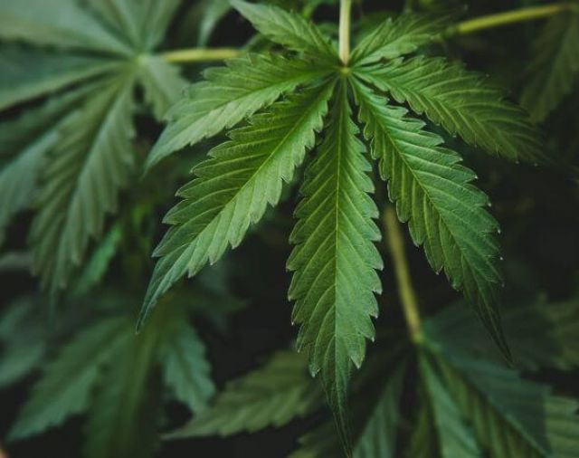 Sah Dihapus dari Daftar Narkotika Paling Bahaya, Ini 20 Manfaat Ganja untuk Kesehatan
