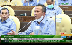 43 Juta Benih Lobster Telah Diekspor, Perusahaan yang Terseret Suap Edhy Prabowo Untung Besar