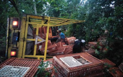 Rem Blong, Truk Bermuatan Ayam Terguling di Jalur Daendels Kulonprogo