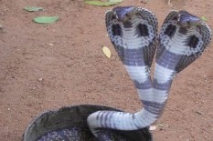 Pemadam Kebakaran Ambil Ular King Kobra 3 Meter di Bawah Kasur