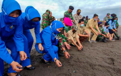 Lestarikan Penyu, Lanal Jogja Lepasliarkan Ratusan Tukik di Pantai Congot 