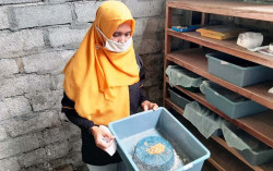Budidaya Magot di Patuk untuk Atasi Masalah Pengelolaan Sampah